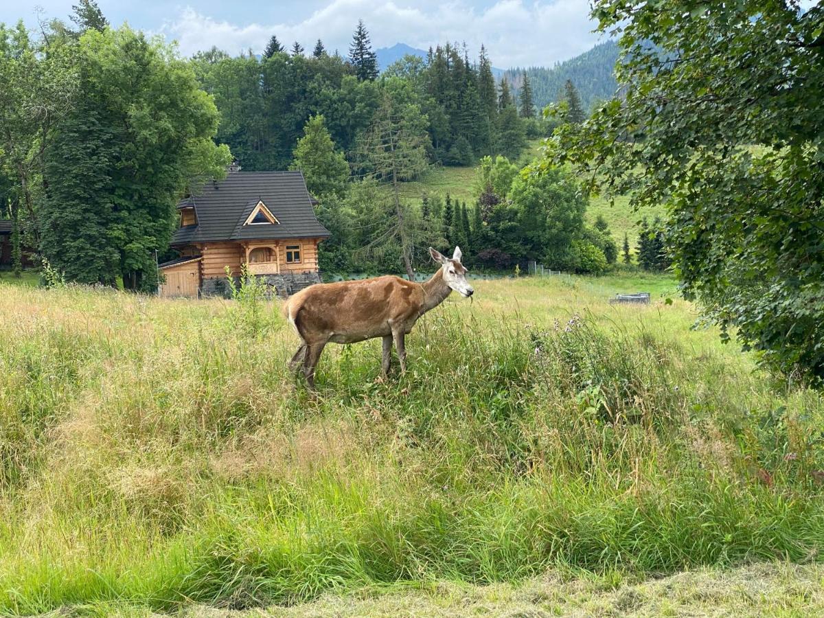 Apartament Pod Wierchem Zakopane Exteriör bild